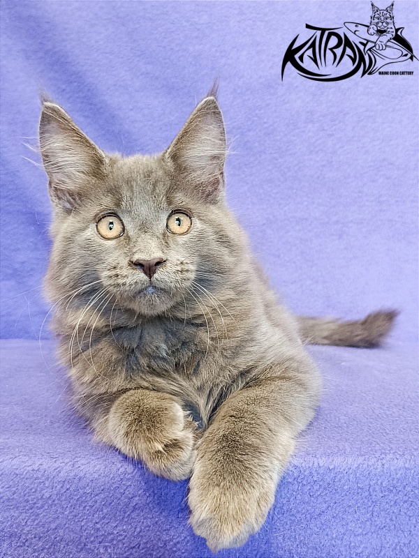 Katran Yoshi - Kitten maine-coon 3 months