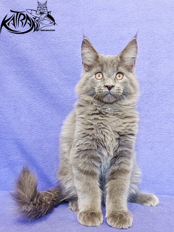 Katran Yoshi - Kitten maine-coon 3 months