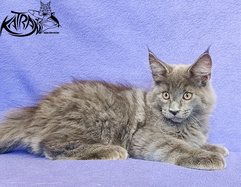 Katran Yoshi - Kitten maine-coon 3 months
