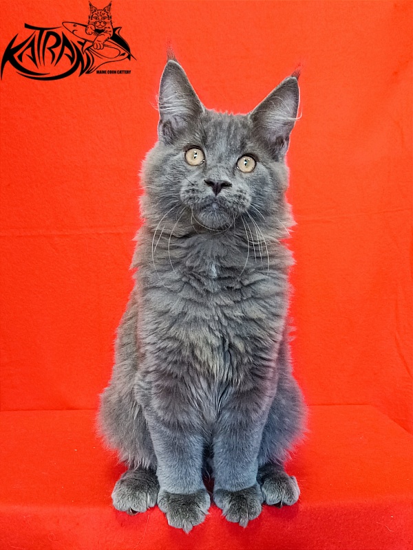 Katran Yoshi - Kitten maine-coon 4 months 1 week