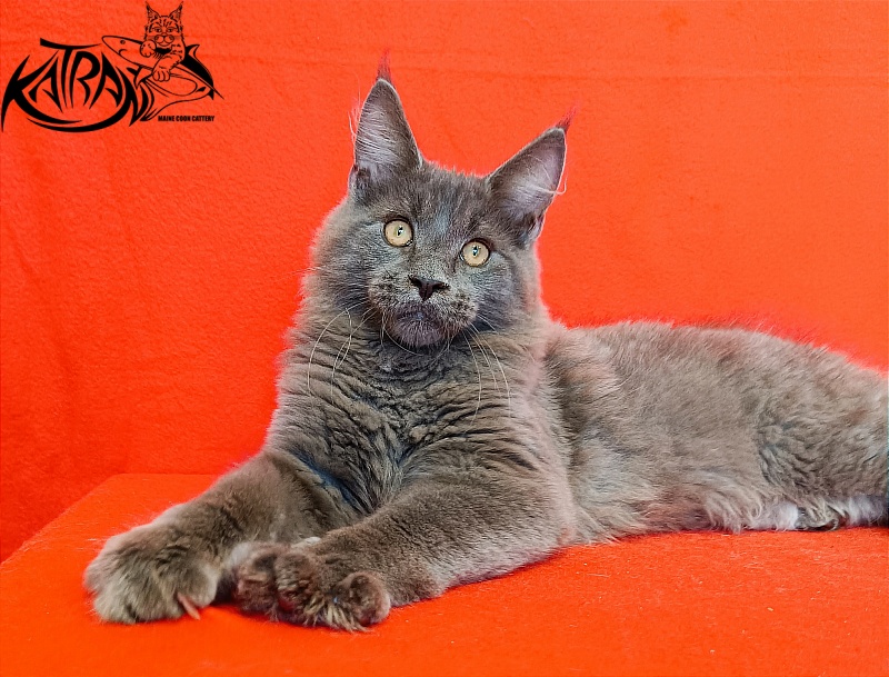 Katran Yoshi - Kitten maine-coon 4 months 1 week