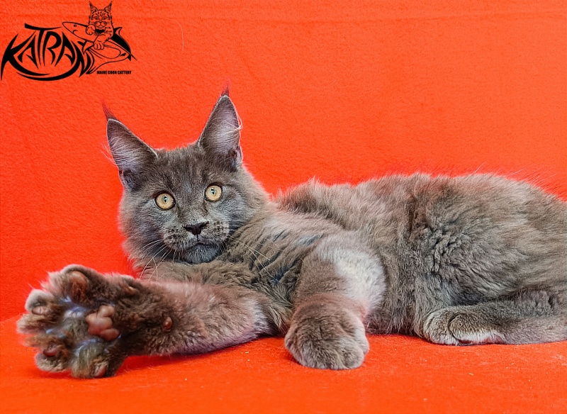 Katran Yoshi - Kitten maine-coon 4 months 1 week