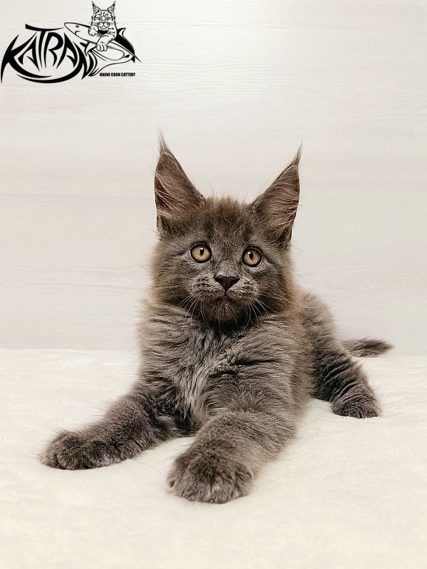 Katran Yoshi - Kitten maine-coon 2 months