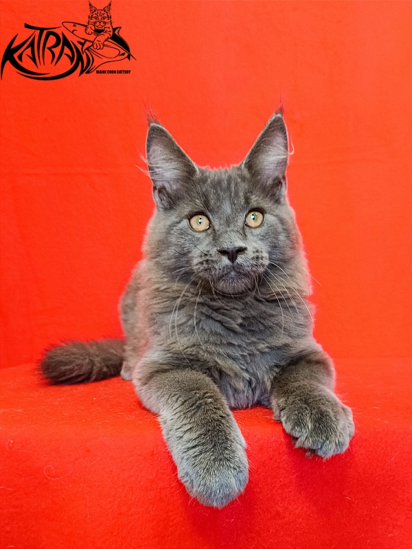 Katran Yoshi - Kitten maine-coon 4 months 1 week