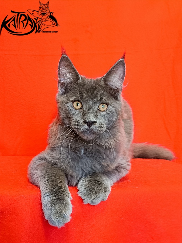 Katran Yoshi - Kitten maine-coon 4 months 1 week
