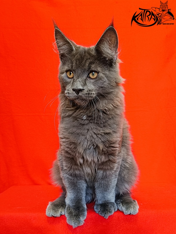 Katran Yoshi - Kitten maine-coon 4 months 1 week