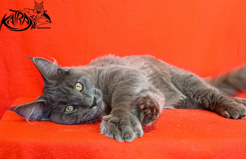 Katran Yoshi - Kitten maine-coon 4 months 1 week