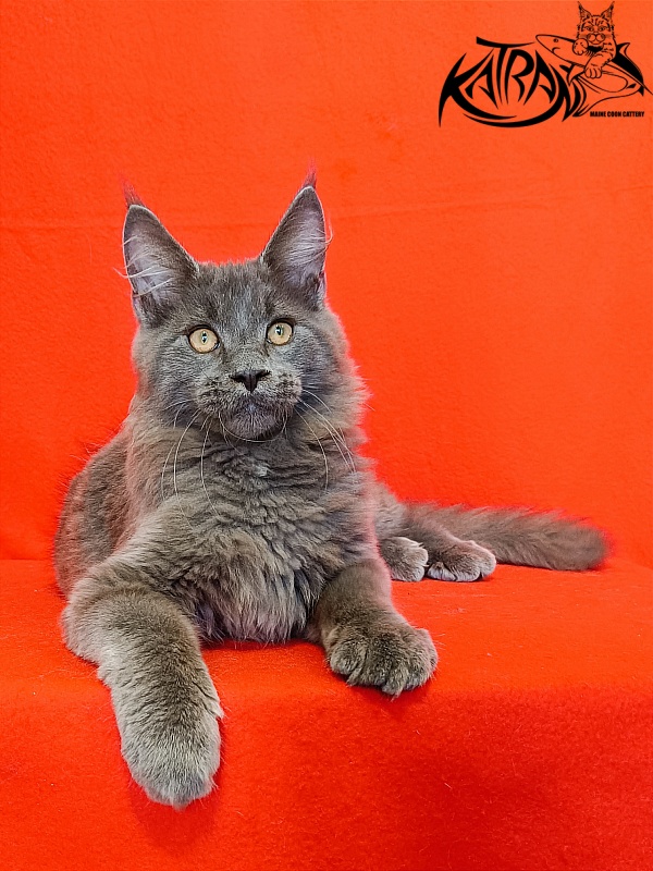 Katran Yoshi - Kitten maine-coon 4 months 1 week