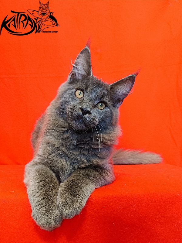 Katran Yoshi - Kitten maine-coon 4 months 1 week