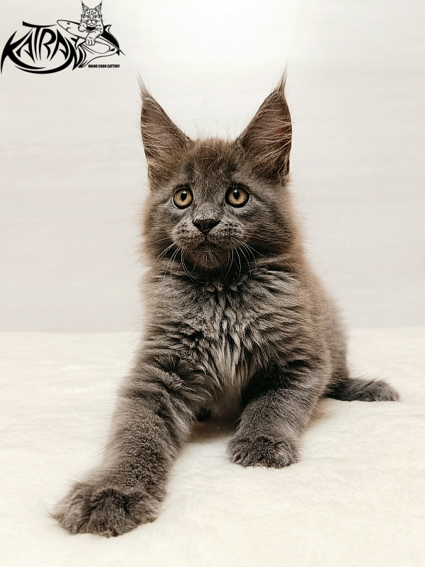 Katran Yoshi - Kitten maine-coon 2 months