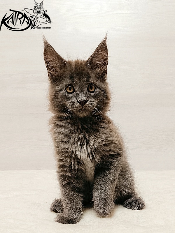 Katran Yoshi - Kitten maine-coon 2 months
