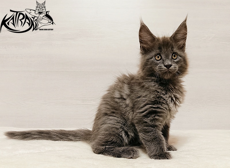 Katran Yoshi - Kitten maine-coon 2 months