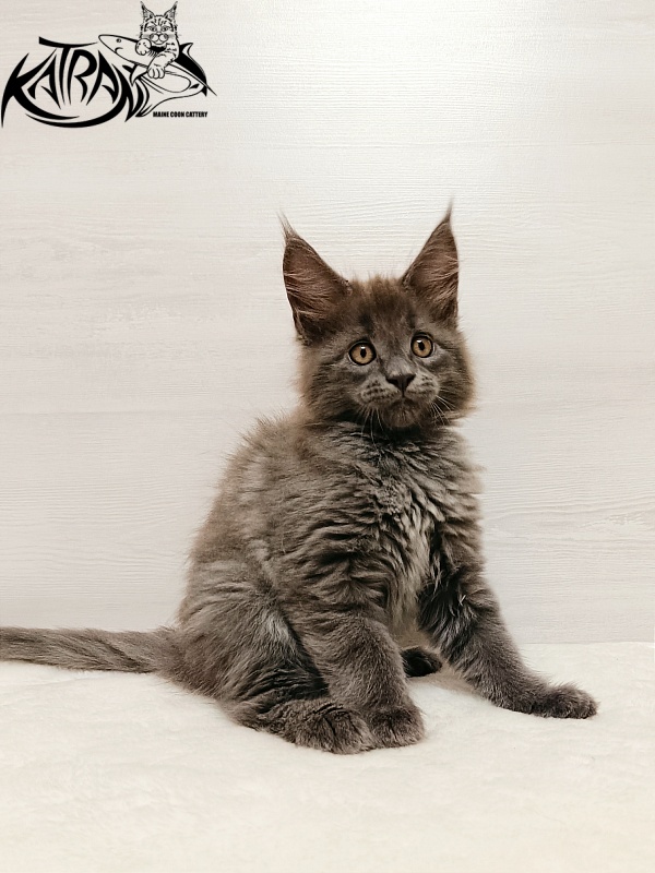 Katran Yoshi - Kitten maine-coon 2 months