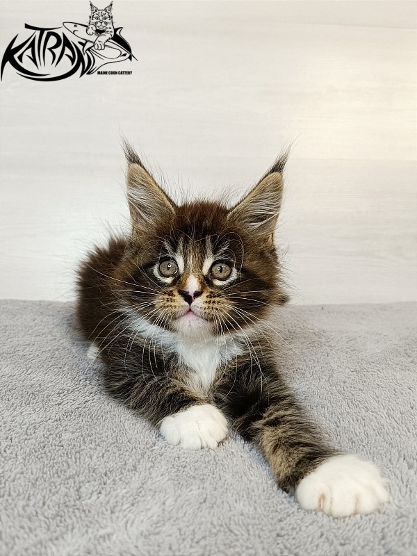 Katran Zeus - Kitten maine-coon 1 month 3.5 weeks