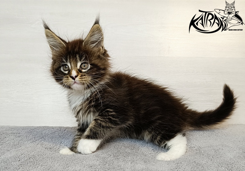 Katran Zeus - Kitten maine-coon 1 month 3.5 weeks