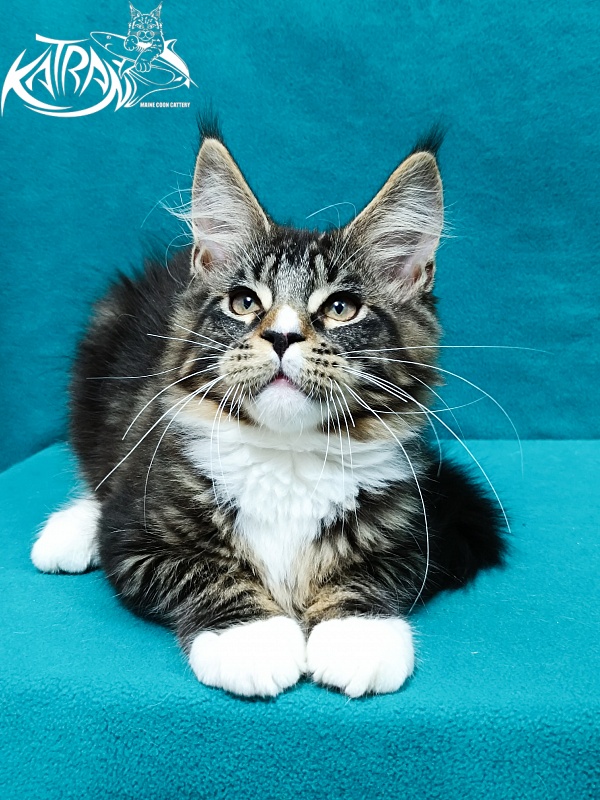 Katran Zeus - Kitten maine-coon 3.5 months