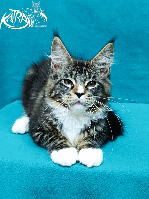 Katran Zeus - Kitten maine-coon 3.5 months