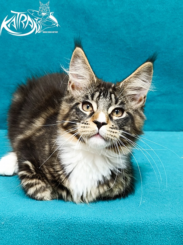 Katran Zeus - Kitten maine-coon 3.5 months