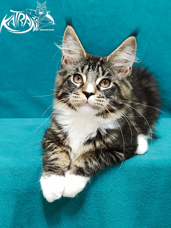 Katran Zeus - Kitten maine-coon 3.5 months