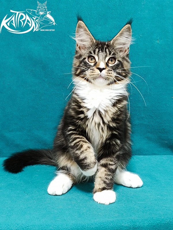 Katran Zeus - Kitten maine-coon 3.5 months