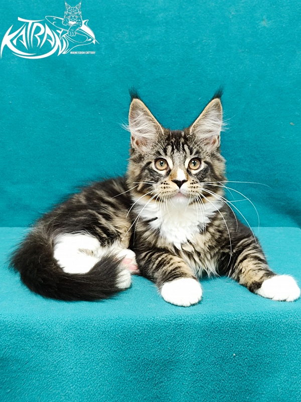 Katran Zeus - Kitten maine-coon 3.5 months
