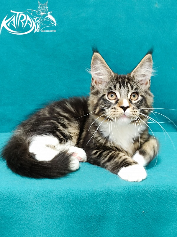 Katran Zeus - Kitten maine-coon 3.5 months