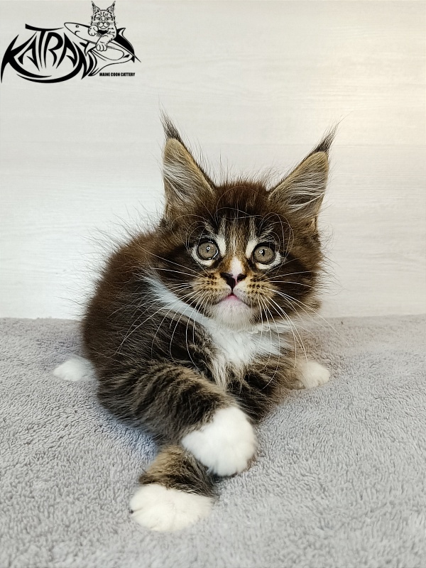 Katran Zeus - Kitten maine-coon 1 month 3.5 weeks