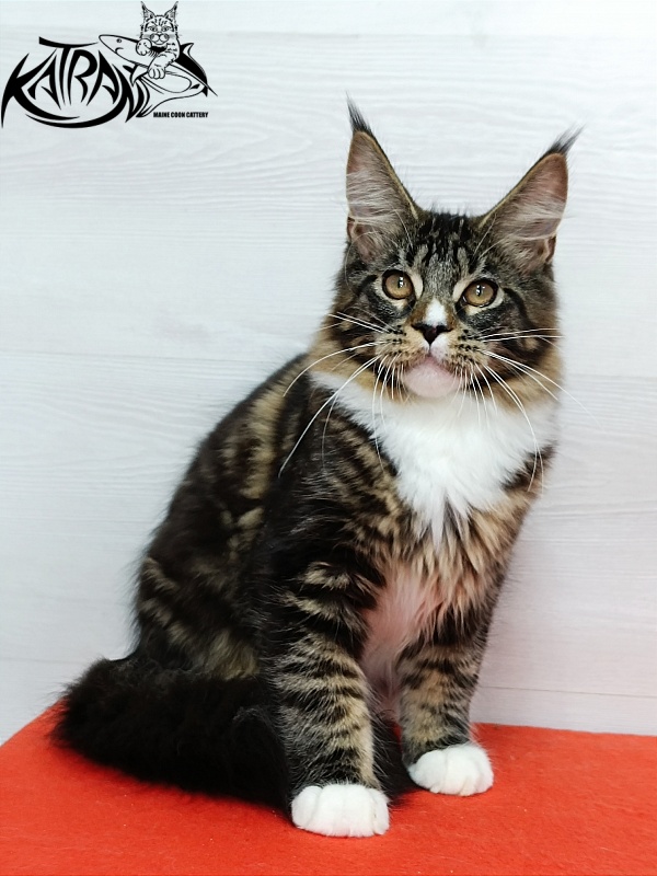 Katran Zeus - Kitten maine-coon 4 months 3 weeks