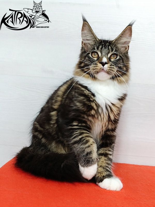 Katran Zeus - Kitten maine-coon 4 months 3 weeks