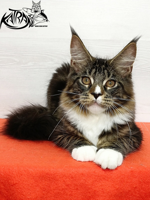 Katran Zeus - Kitten maine-coon 4 months 3 weeks