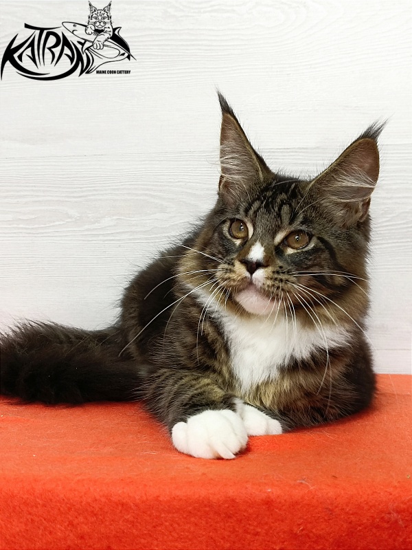 Katran Zeus - Kitten maine-coon 4 months 3 weeks