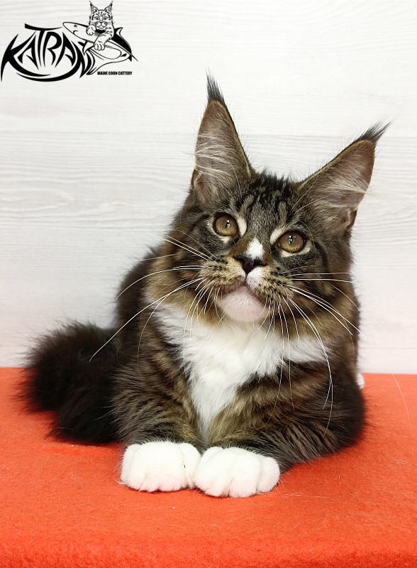 Katran Zeus - Kitten maine-coon 4 months 3 weeks