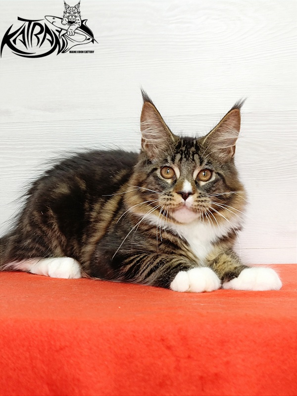 Katran Zeus - Kitten maine-coon 4 months 3 weeks