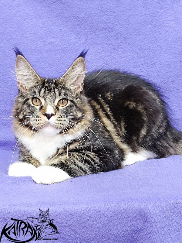 Katran Zeus - Kitten maine-coon 5 months 1 week