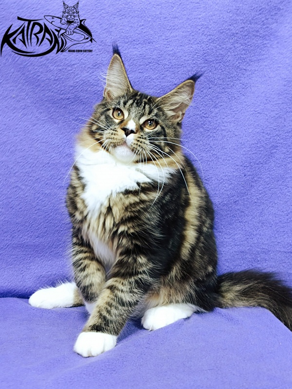 Katran Zeus - Kitten maine-coon 5 months 1 week