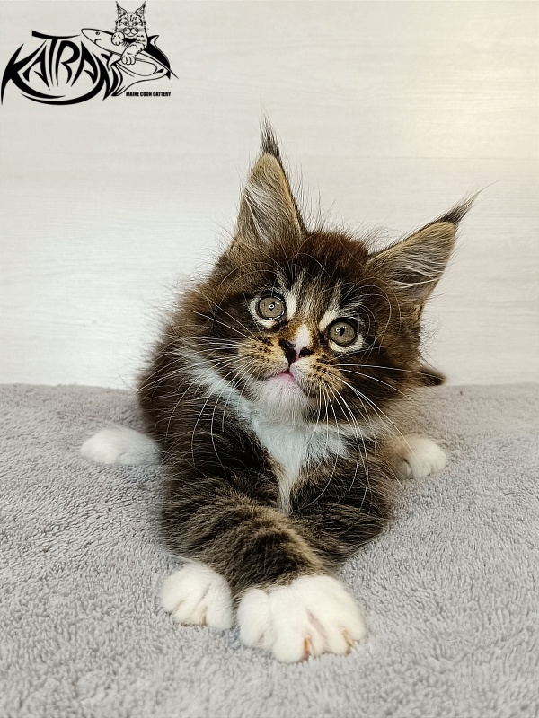 Katran Zeus - Kitten maine-coon 1 month 3.5 weeks