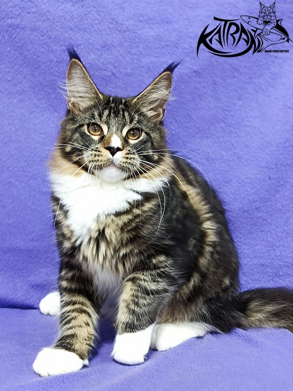 Katran Zeus - Kitten maine-coon 5 months 1 week