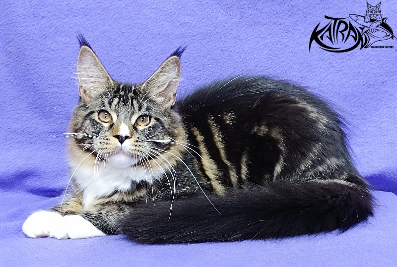 Katran Zeus - Kitten maine-coon 5 months 1 week