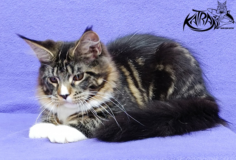Katran Zeus - Kitten maine-coon 5 months 1 week