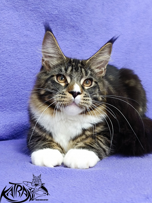 Katran Zeus - Kitten maine-coon 5 months 1 week
