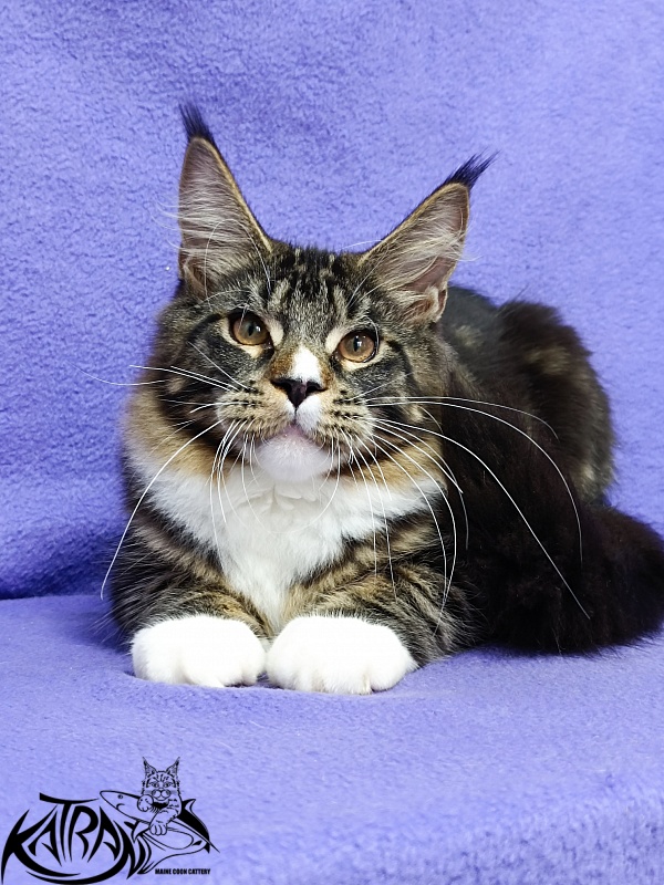 Katran Zeus - Kitten maine-coon 5 months 1 week