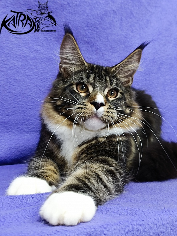 Katran Zeus - Kitten maine-coon 5 months 1 week