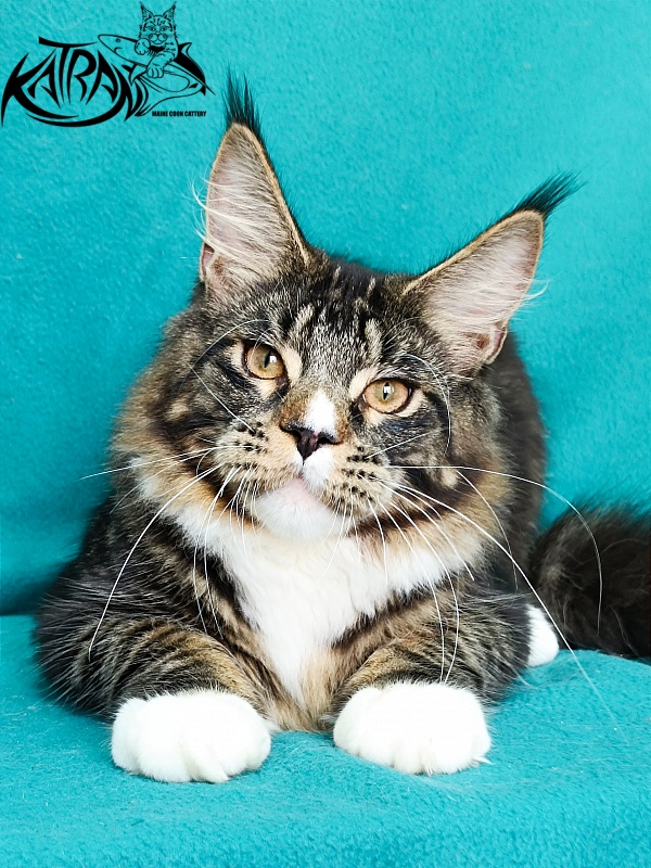 Katran Zeus - Kitten maine-coon 6 months