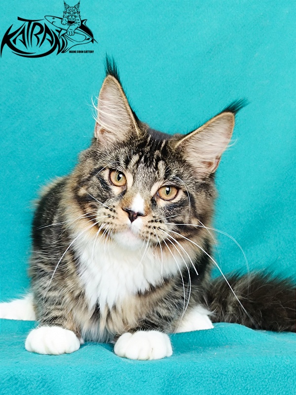 Katran Zeus - Kitten maine-coon 6 months