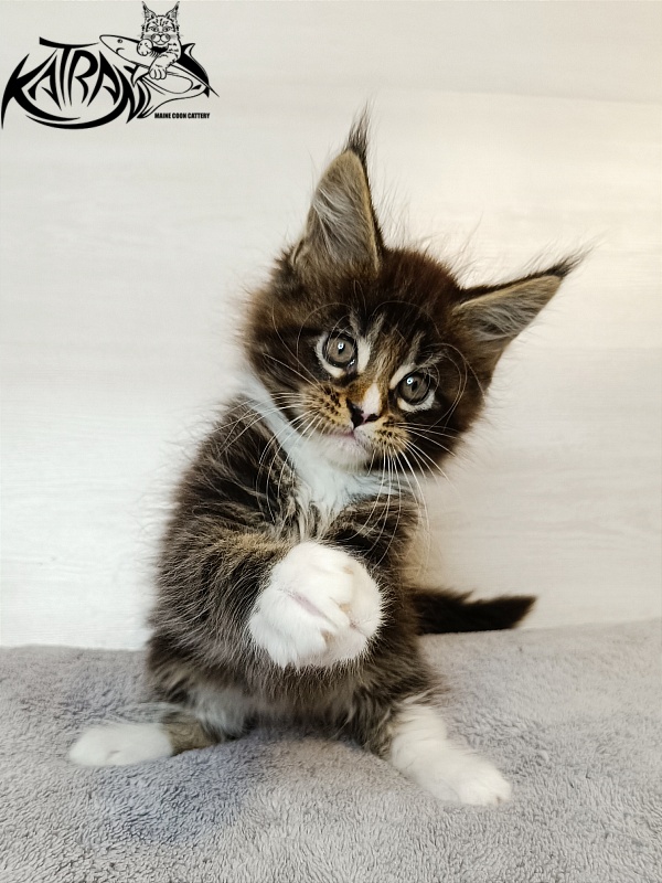Katran Zeus - Kitten maine-coon 1 month 3.5 weeks