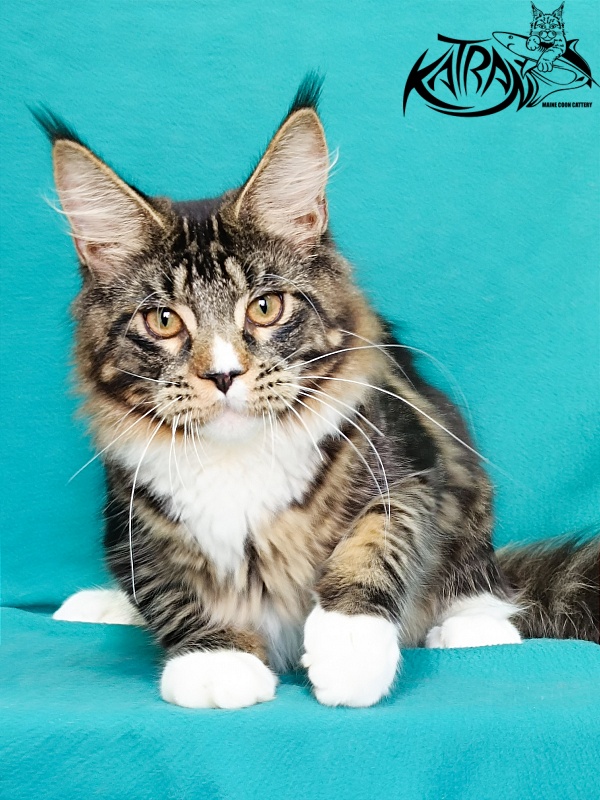 Katran Zeus - Kitten maine-coon 6 months