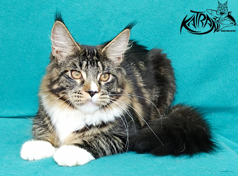Katran Zeus - Kitten maine-coon 6 months