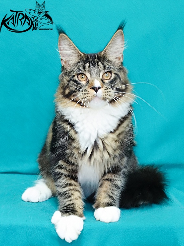 Katran Zeus - Kitten maine-coon 6 months