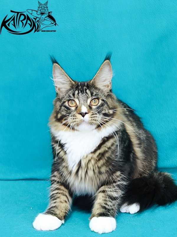 Katran Zeus - Kitten maine-coon 6 months