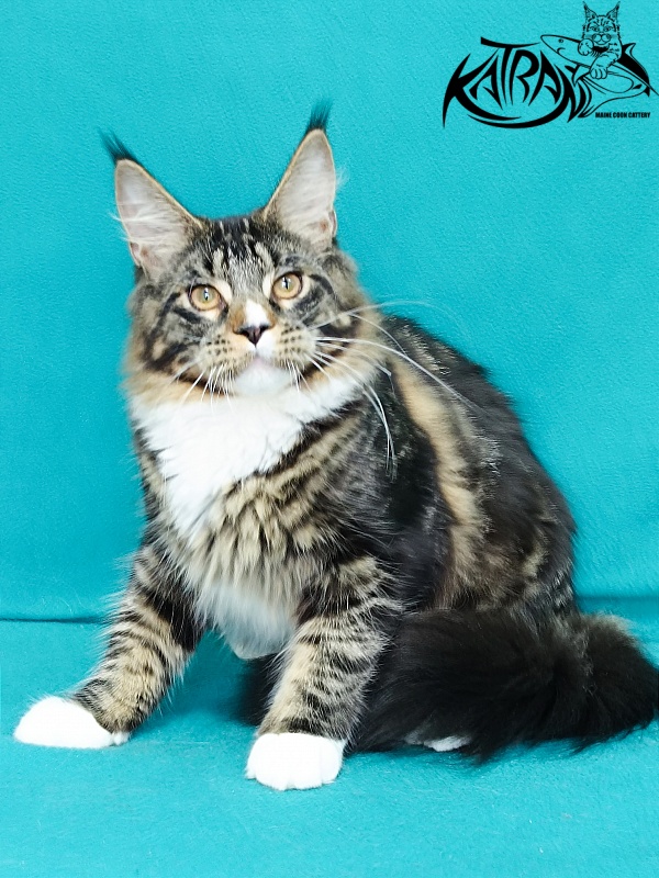 Katran Zeus - Kitten maine-coon 6 months